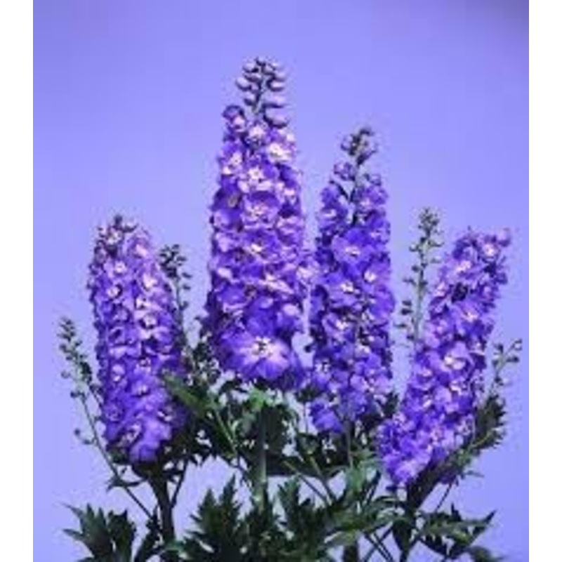 Delphinium Lavender Flower Seeds for Planting – NON GMO Seeds 100