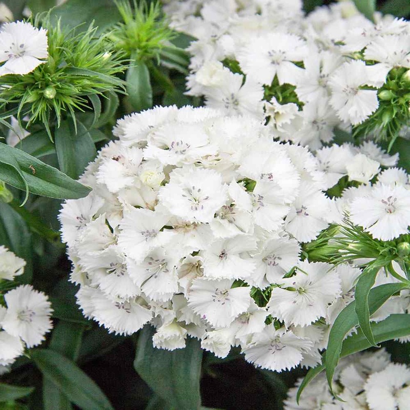 Dianthus Flower Seed for Planting 100 100