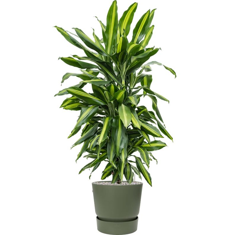 Dracaena fragrans ‘Cintho’ in Greenville Office Plant With Pot 117cm Height 29cm Dia