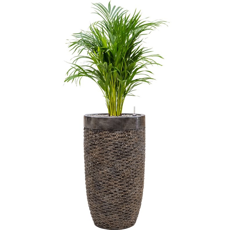 Dypsis (Areca) lutescens in Baq Luxe Lite Universe Layer Office Plant With Pot 137cm Height 32cm Dia