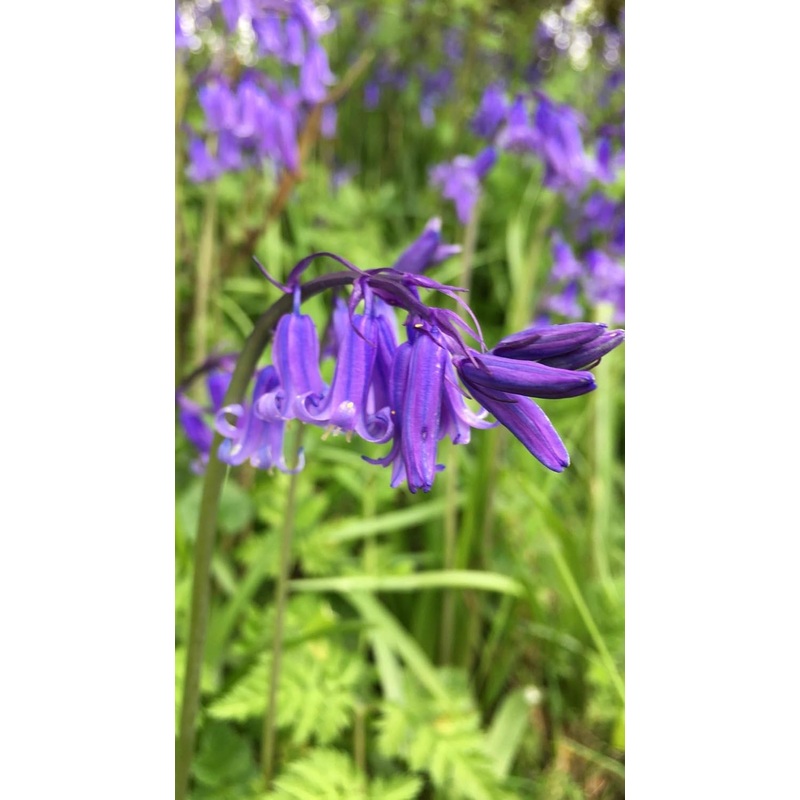 Heirloom English Bell Flower Seeds, Non-GMO Delicate Blooms for Planting 100