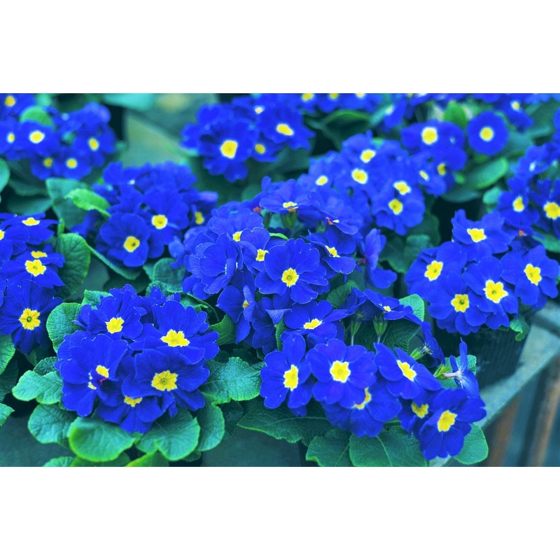 Heirloom Non-GMO Blue Yellow Primrose Flower Seeds for Garden Planting  Early Blooming Beauties 100