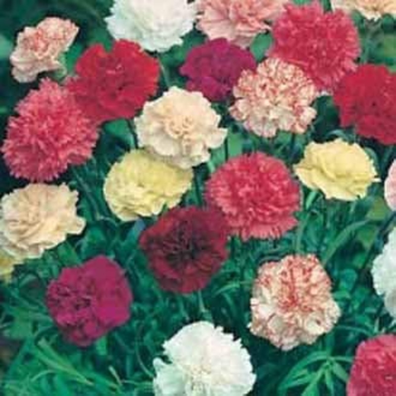 Heirloom Non-GMO Dianthus Flower Seeds for Garden Planting  Multi-Color Fragrant Blooms Mix 100