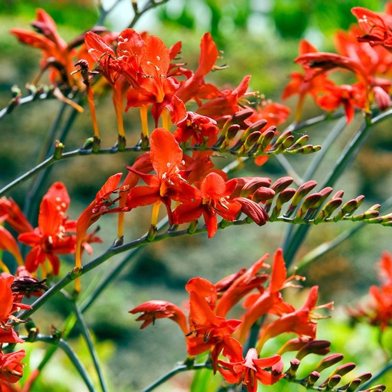 (Montbretia) Crocosmia Lucifer (5/pk)