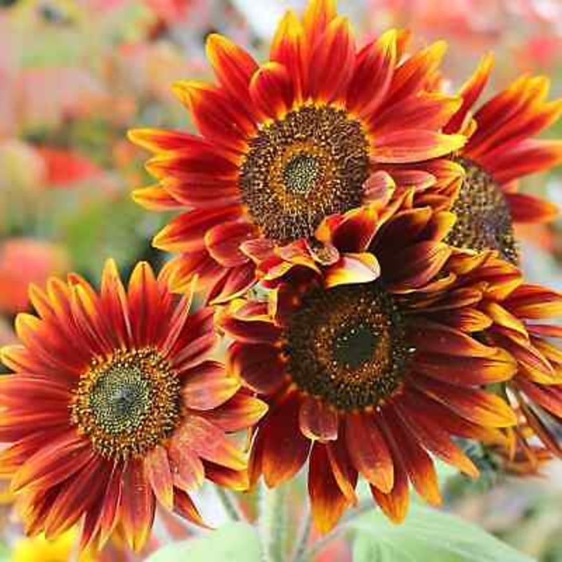 Orange Red Sunflower Seeds for Planting  Bright Blooms for Gardens, Pollinators & Decorative Use 100