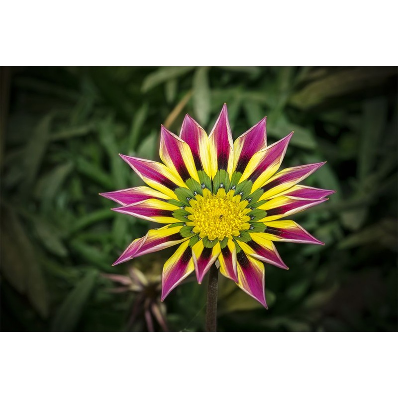 Pink Yellow Gazania Flower Seeds  Heirloom & Non-GMO Seeds for Garden Blooms 100