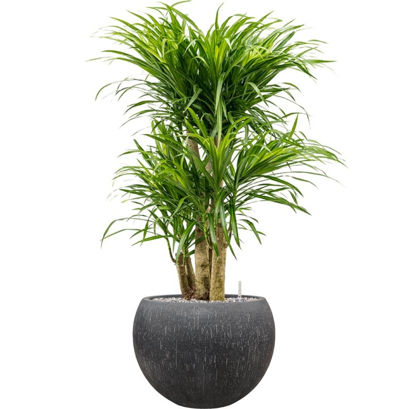 Pleomele (Dracaena) ‘Anita Variegata’ in Baq Raindrop Office Plant With Pot 106cm Height 31cm Dia