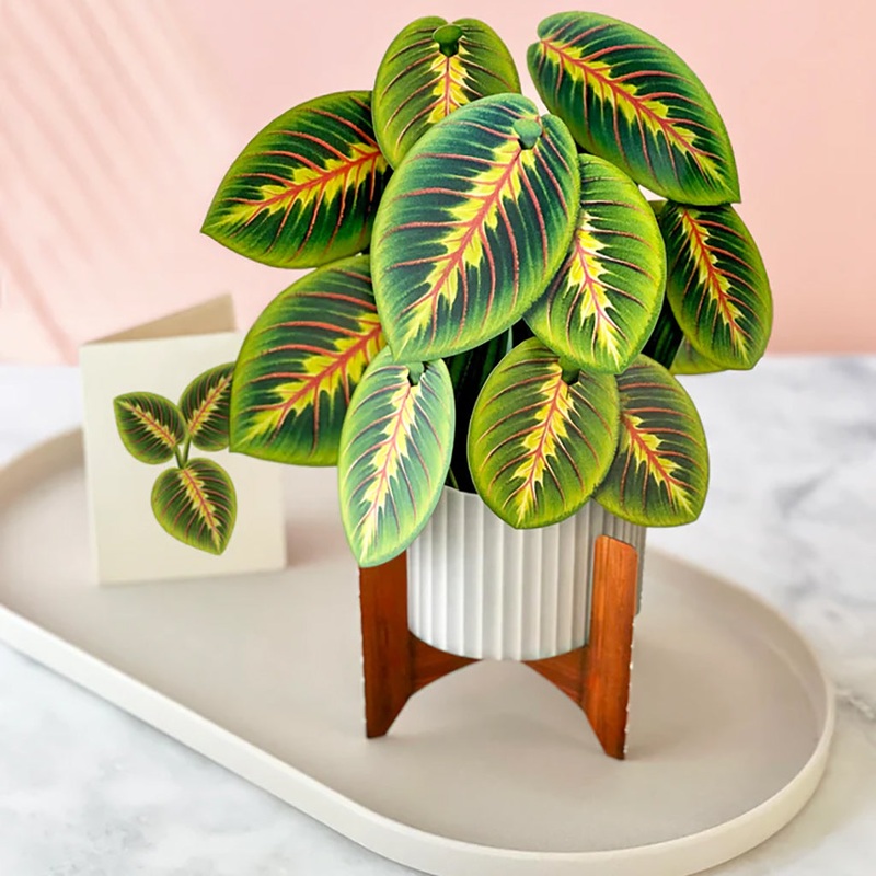 Prayer Plant 3D Paper And Card