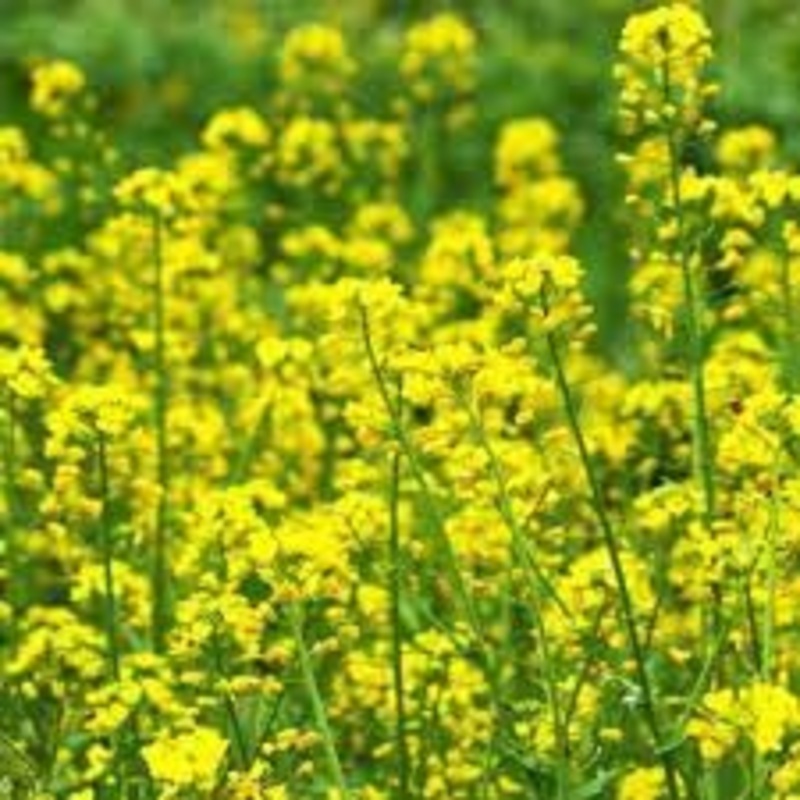 Rapeseed Flower Seeds for Planting – 100 100