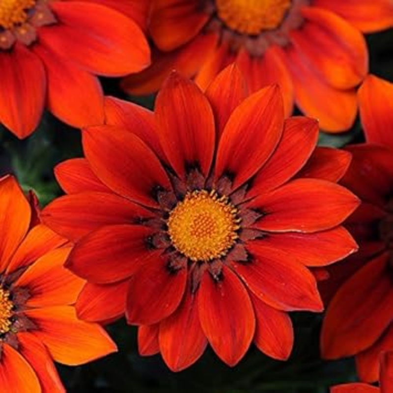 Red & Orange Gazania Heirloom Non-GMO Seeds for Planting 100