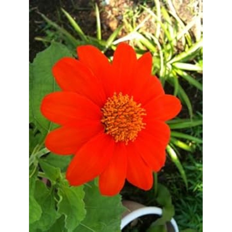 Red Tithonia Rotundifolia Flower Seeds for Planting – 100 100
