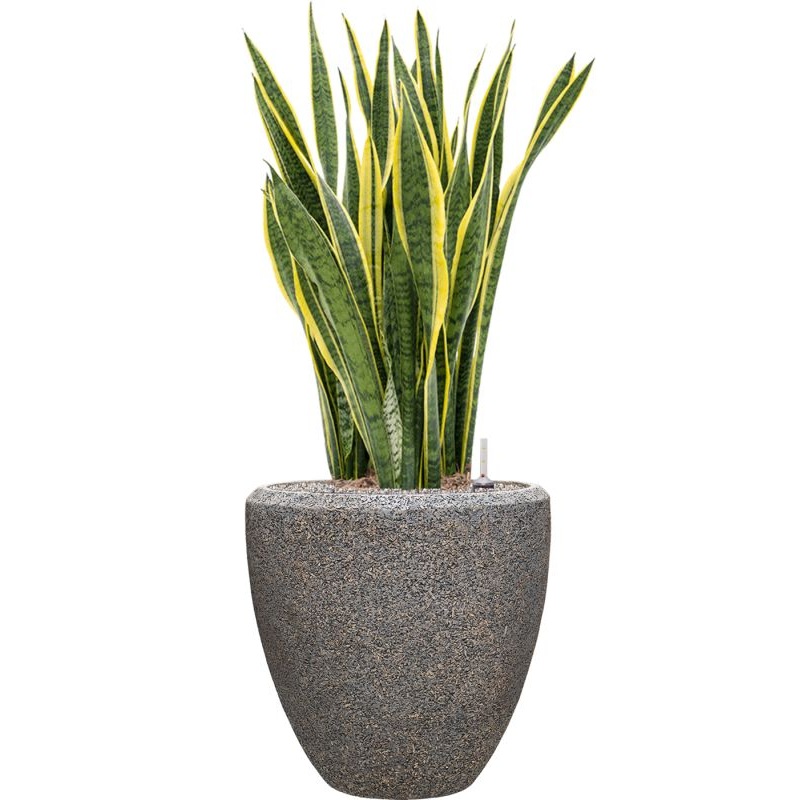 Sansevieria trifasciata ‘Laurentii’ in Baq Naturescast Office Plant With Pot 125cm Height 44cm Dia