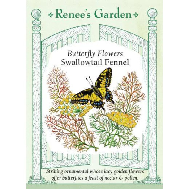 Swallowtail Fennel