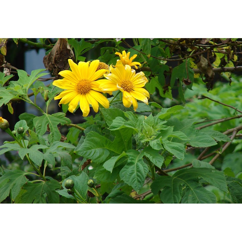 Tithonia Diversifolia Sunflower Seeds  Heirloom, Non-GMO Flower Seeds for Planting 100
