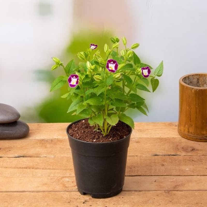 Torenia (Any Color) – Plant