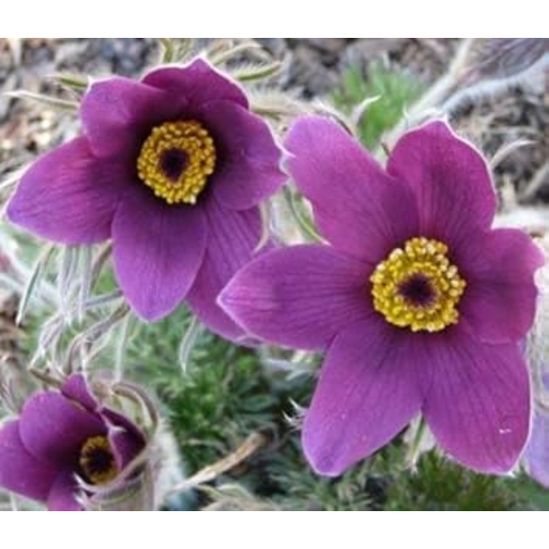 Violet Pasque Flower Seeds  Heirloom Non-GMO Perennial Seeds for Vibrant Garden Displays 100