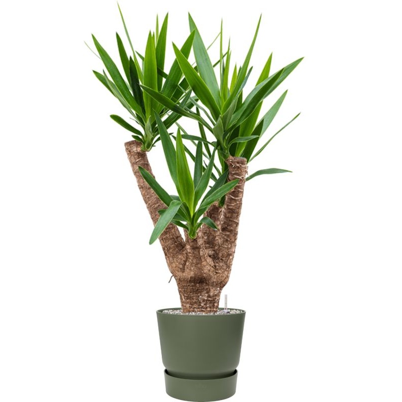 Yucca elephantipes in Greenville Office Plant With Pot 114cm Height 29cm Dia