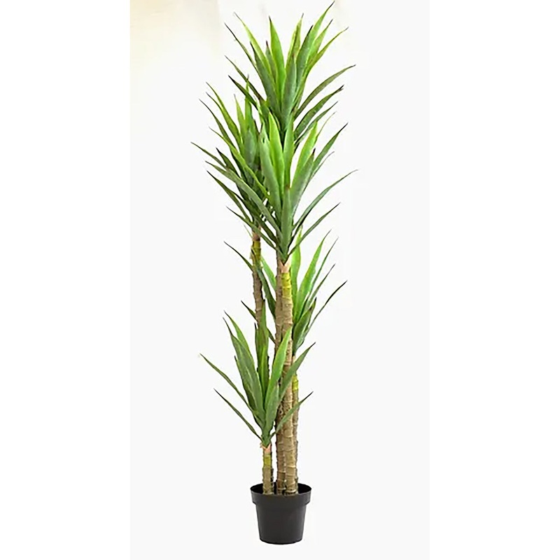 Yucca Plant W/ 5 Heads 67In Everlasting