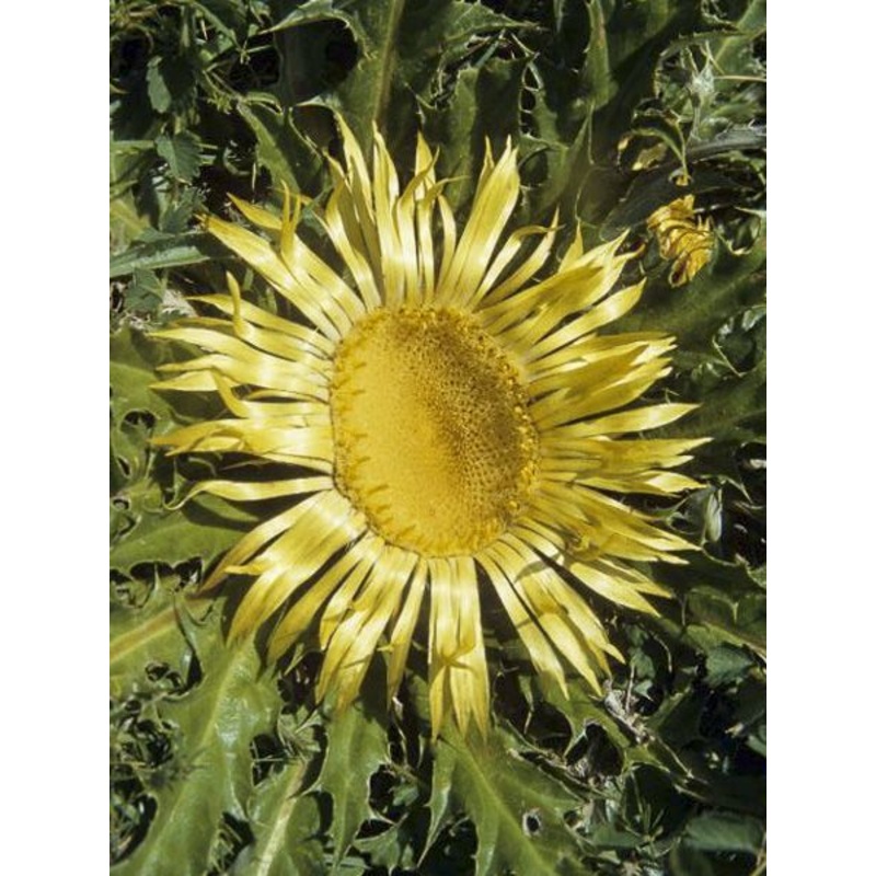 Acanthifolia Flower Seeds for Planting, Heirloom, Non-GMO, 100 100