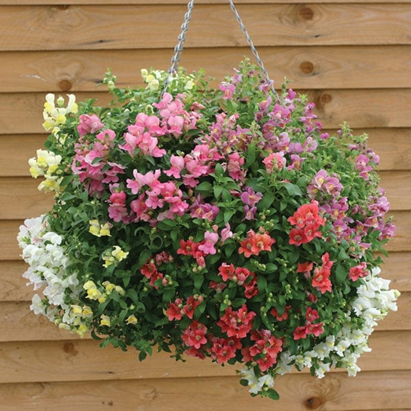 Antirrhinum Magic Lantern Seeds