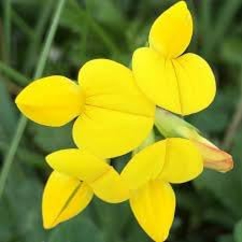 Birdsfoot Flower Seeds for Planting – 100 100