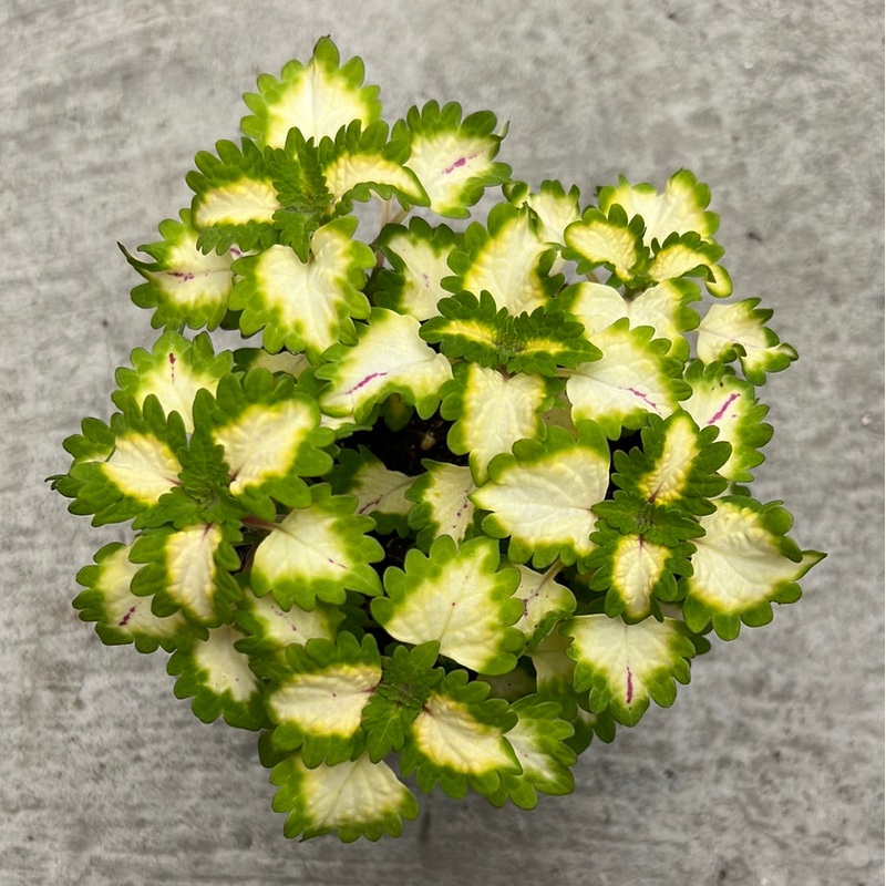 Coleus ‘Main Great Falls Yosemite’ bouture enracine