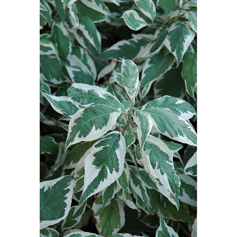 Dogwood-Ivory Halo 3C