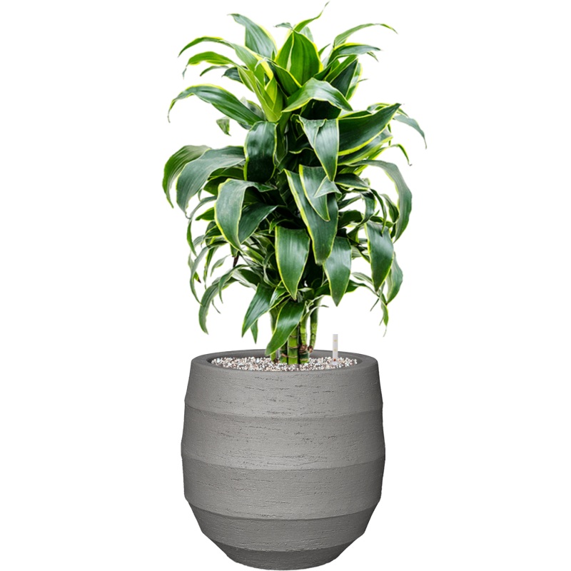 Dracaena fragrans ‘Dorado’ in Bordo Office Plant With Pot 78cm Height 22cm Dia