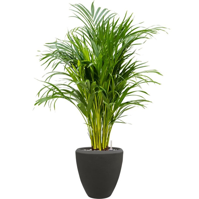Dypsis (Areca) lutescens in Baq Polystone Plain Office Plant With Pot 93cm Height 23cm Dia