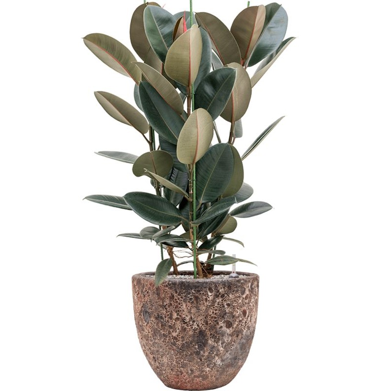 Ficus elastica ‘Abidjan’ in Baq Lava Office Plant With Pot 111cm Height 30cm Dia