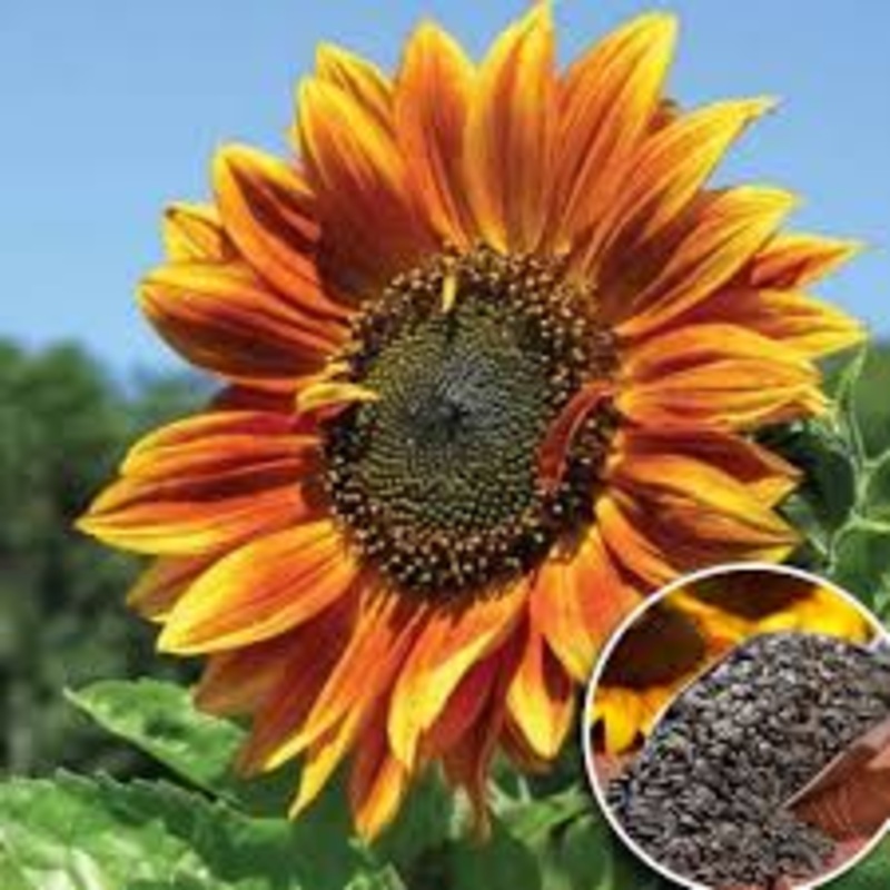 Giant Sunflower Seeds for Planting  Bright Blooms for Home & Garden,GMO Free Seeds 100