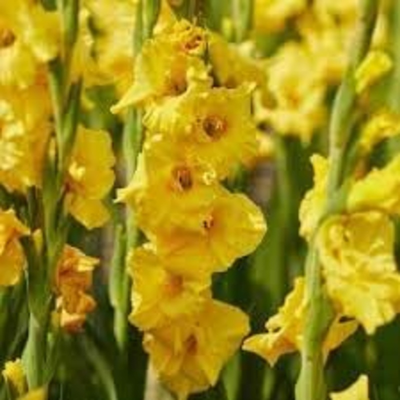 Gladiolus Flower Seeds Heirloom Non GMO Planting – 100 100