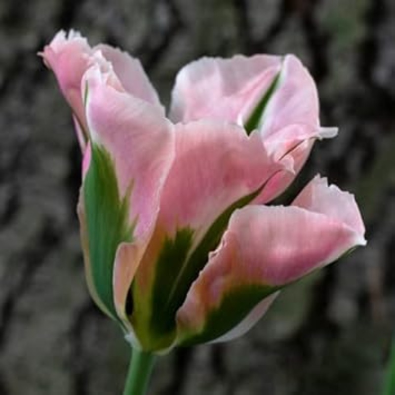Green Pink Tulip Flower Seeds for Planting  Heirloom, Non-GMO, Vibrant Blooms 100