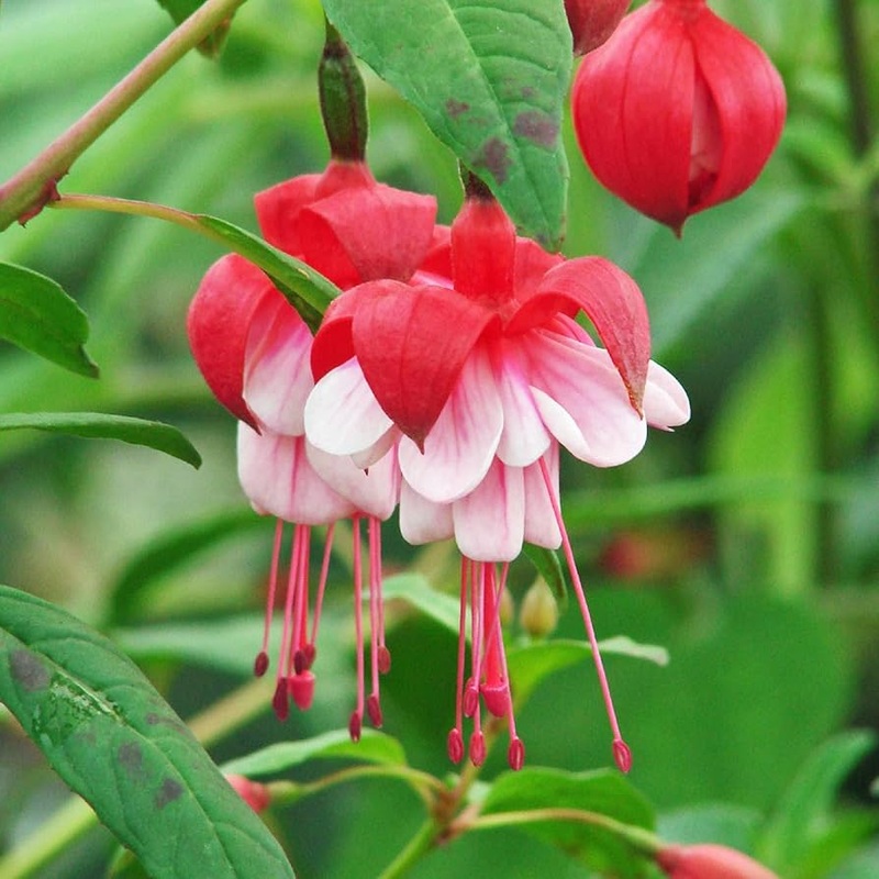 Heirloom Non-GMO Fuchsia Flower Seeds for Vibrant Hanging Baskets and Garden Planting 100