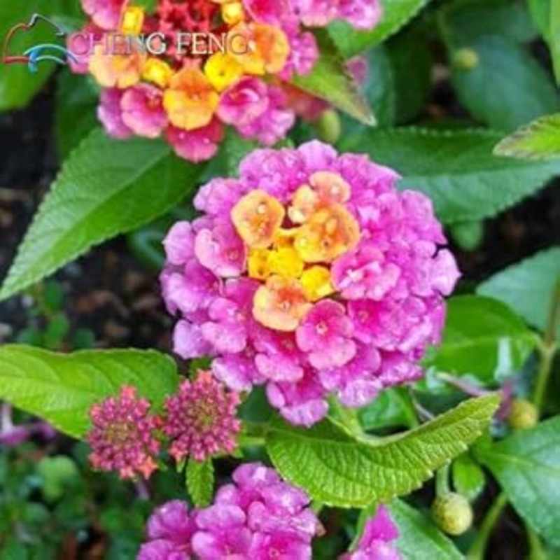 Heirloom Non-GMO Pink Lantana Flower Seeds for Butterfly Gardens and Colorful Outdoor Planting 100