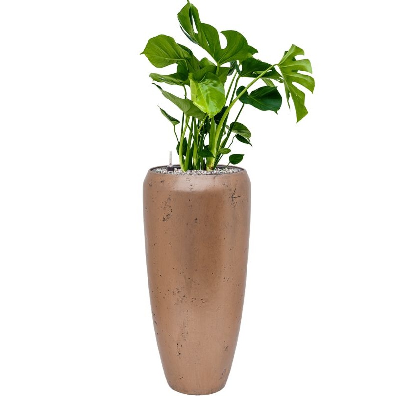 Monstera deliciosa in Baq Opus Raw Office Plant With Pot 113cm Height 24cm Dia