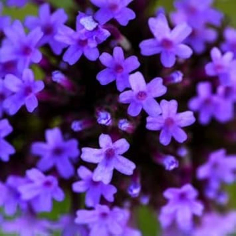 Organic Heirloom Non-GMO Blue Verbena Seeds for Planting  Fragrant Garden Blooms 100