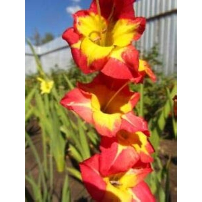 Organic Yellow Red Gladiolus Flower Seeds for Planting  Heirloom, Non-GMO Perennial Blooms 100