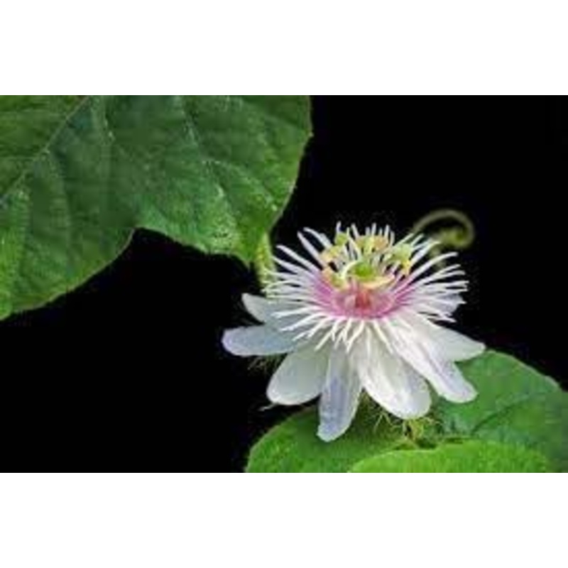 Passion Flower Seeds for Garden – NON GMO Seeds 100