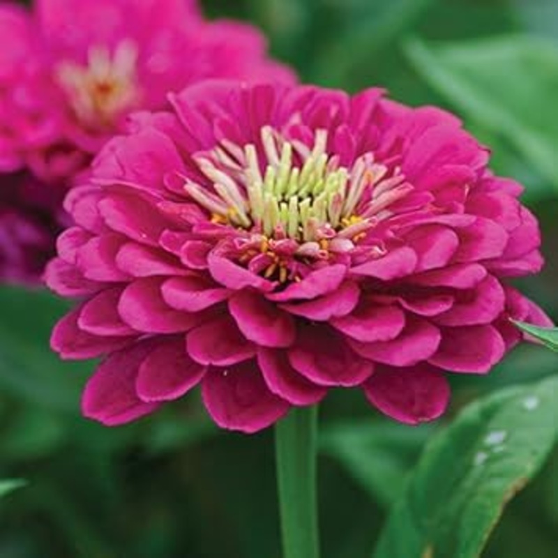 Pink Calendula Flower Seeds, Heirloom, Non-GMO Seeds for Planting 100