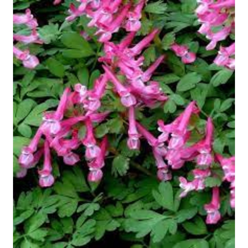 Pink Corydalis Flower Seeds for Planting – 100 pcs 100