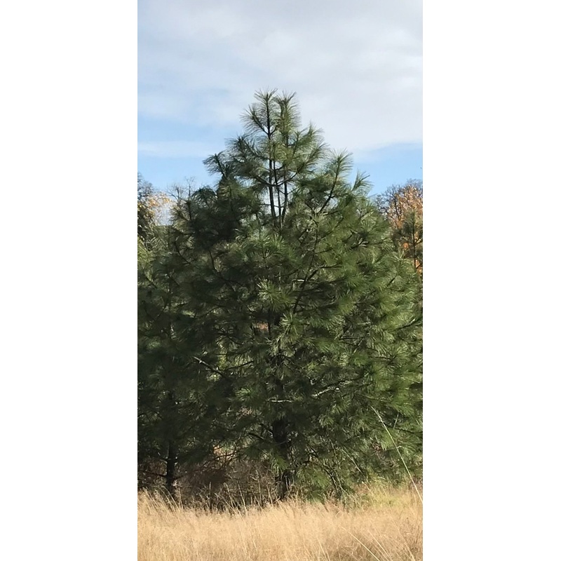 *RETAIL – Pinus ponderosa [Willamette Valley collection] 5g/$65