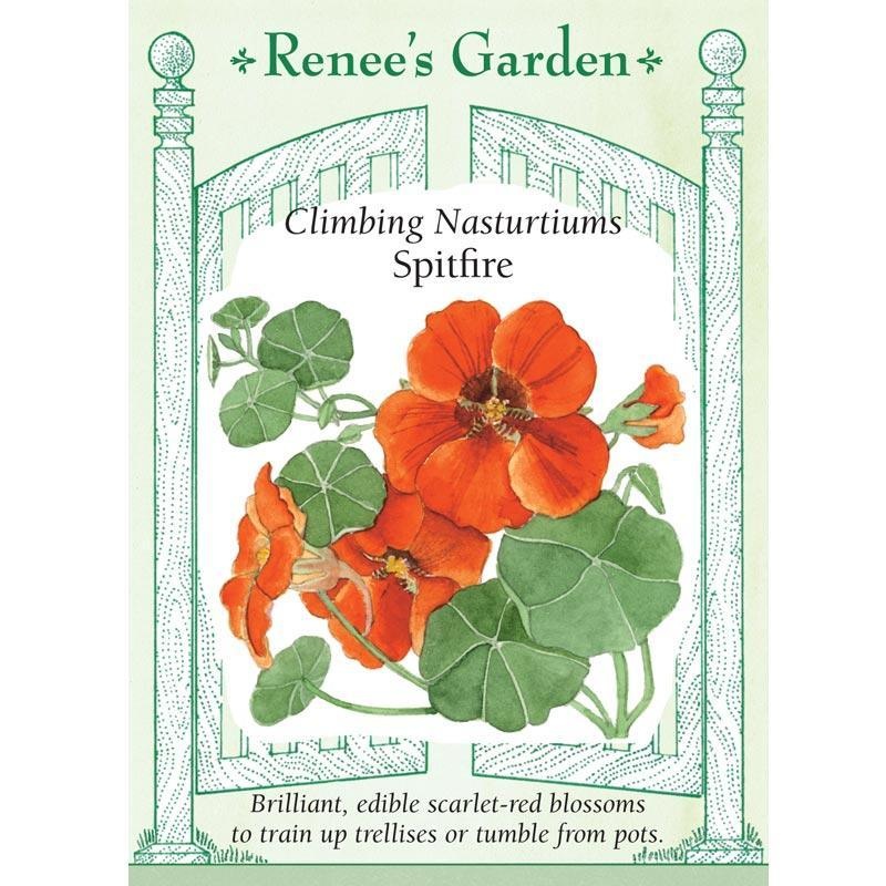 Spitfire Climbing Nasturtium Flower Seeds