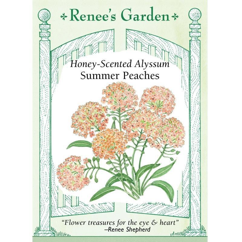 Summer Peaches Alyssum Flower Seeds