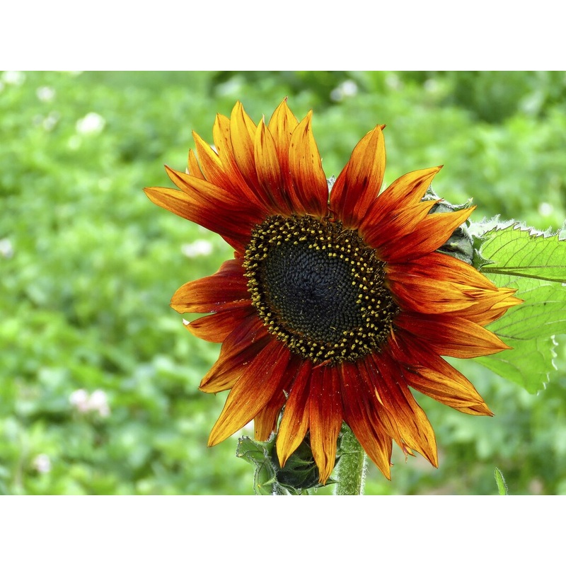 Yellow and Red Sunflower Seeds for Planting  Vibrant Bi-Color Blooms for Garden or Landscape 100