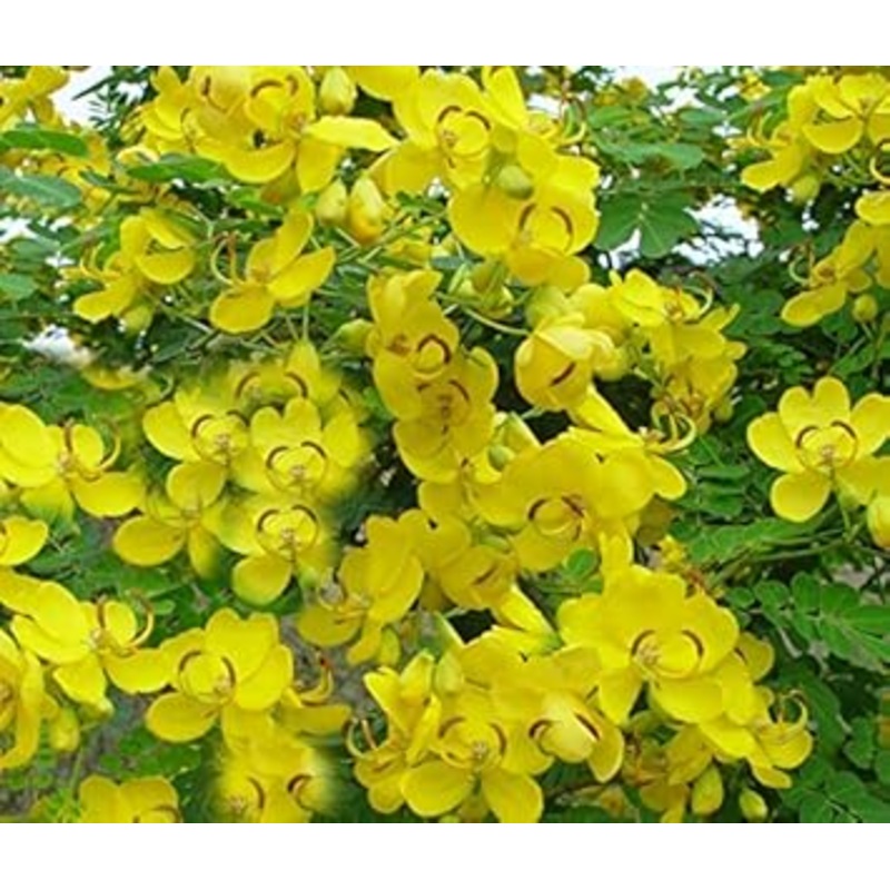 Yellow Cassia Flower Seeds for Planting, 100 pcs 100