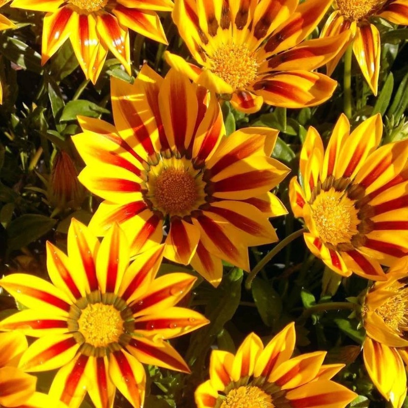 Yellow & Red Gazania Rigens Heirloom Non-GMO Seeds for Planting 100