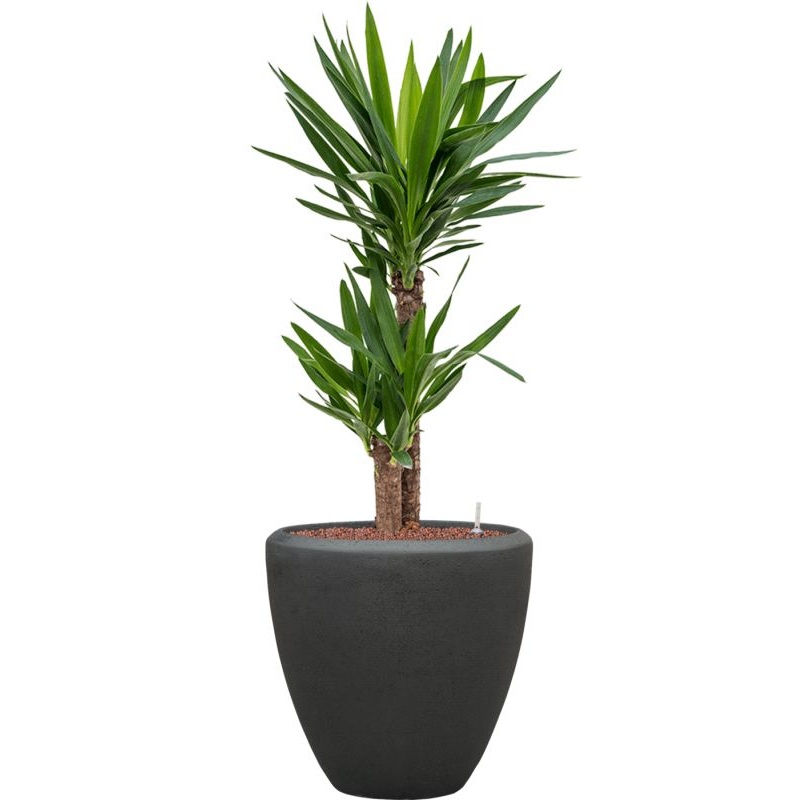 Yucca elephantipes in Baq Polystone Plain Office Plant With Pot 114cm Height 30cm Dia