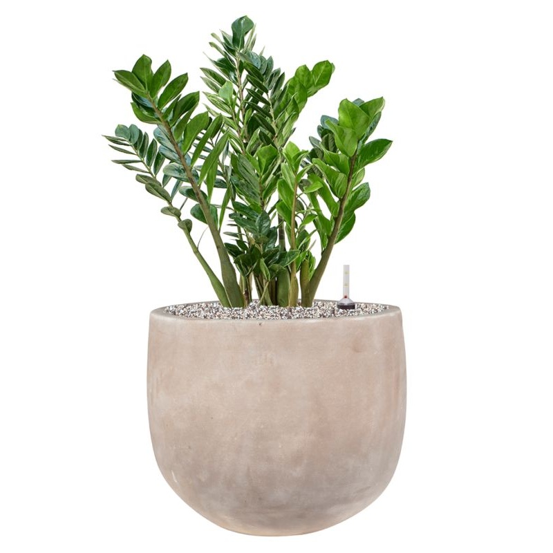 Zamioculcas zamiifolia ZZ in Terra Cotta Omar Office Plant With Pot 75cm Height 30cm Dia