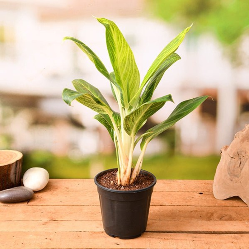 Aglaonema Brilliant – Plant